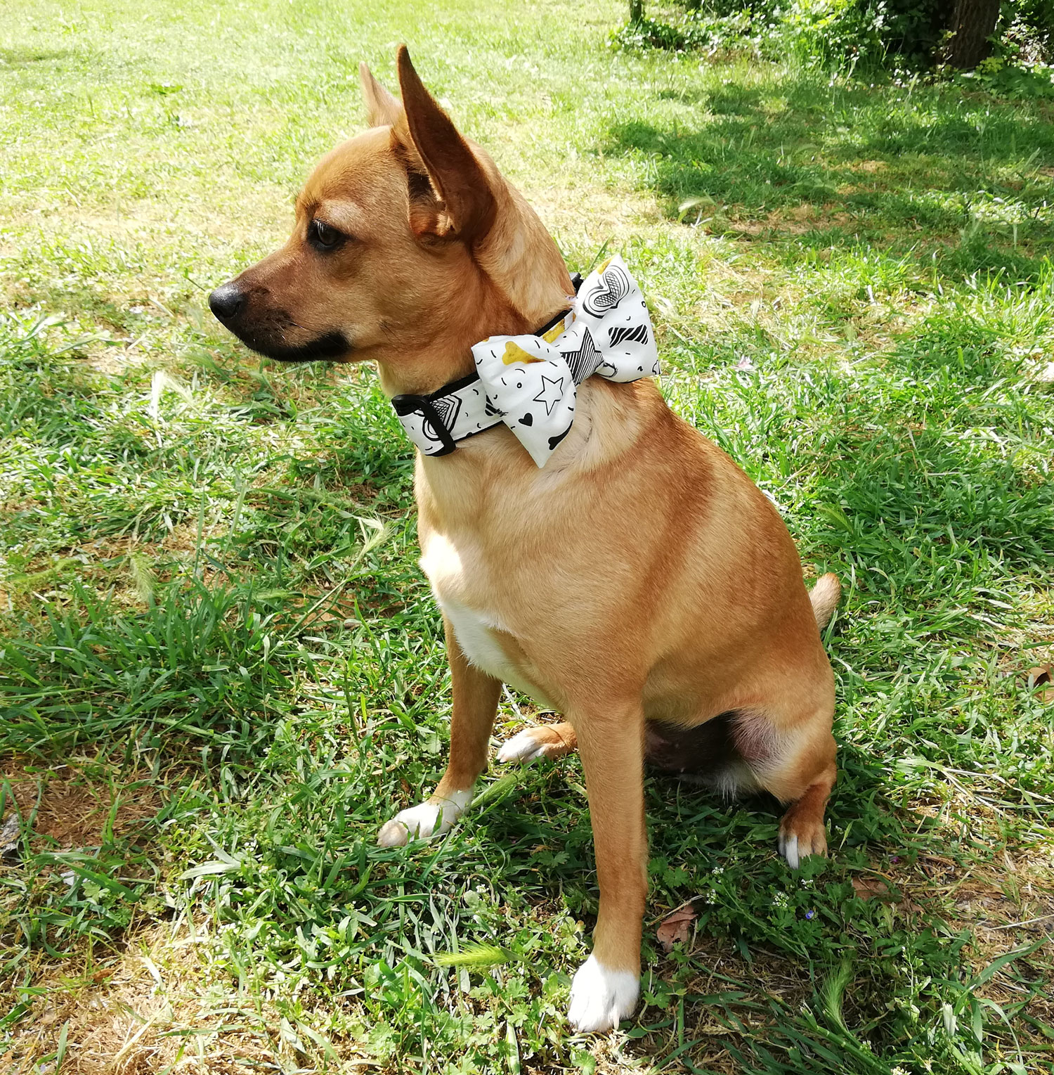 Папийонкa, Bark’n’Shinе, Бяло S-M - Image 2